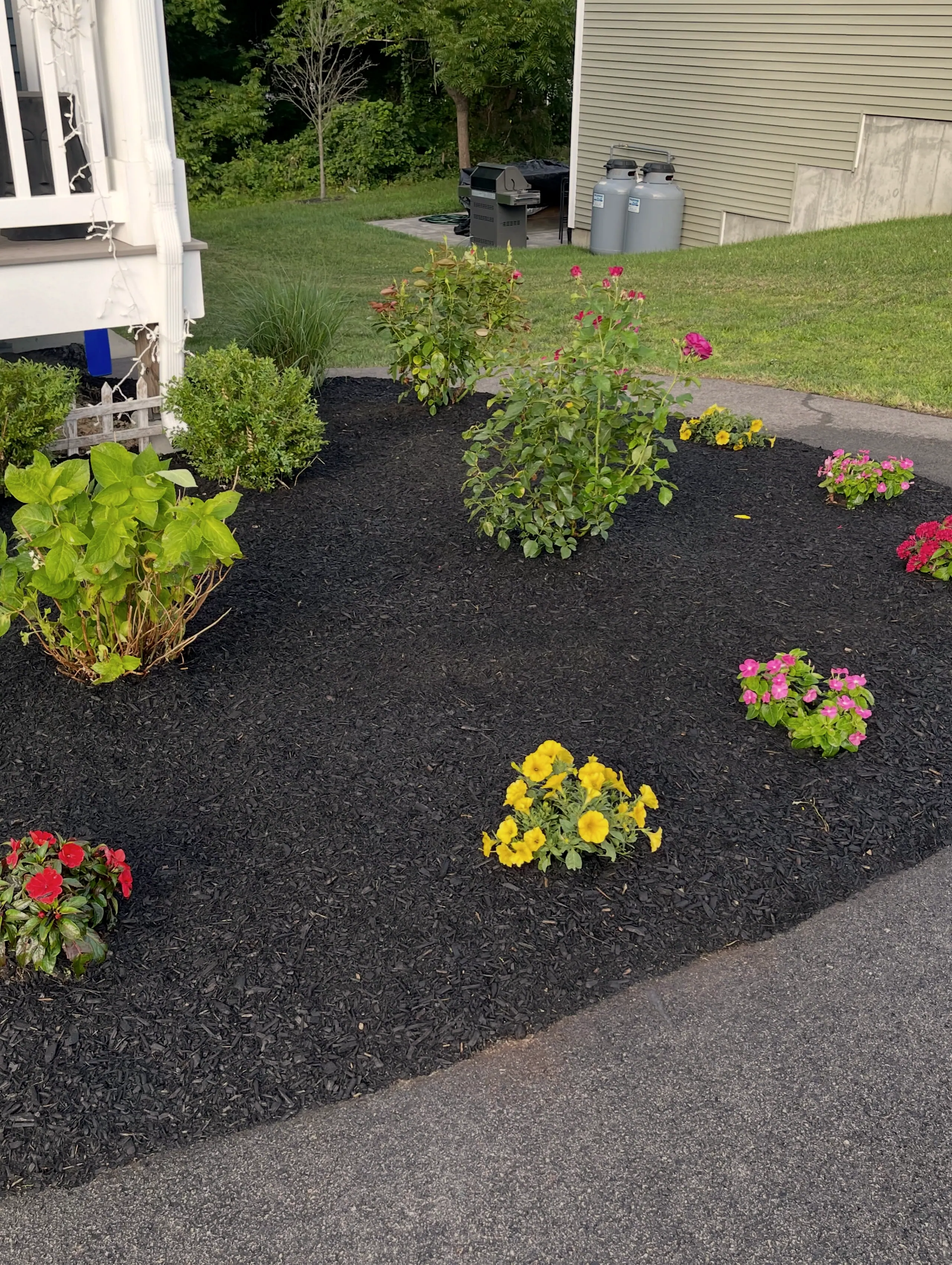 Annual flowers planted in a fresh black-mulch bed